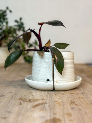 Book ends with plant in Cotton